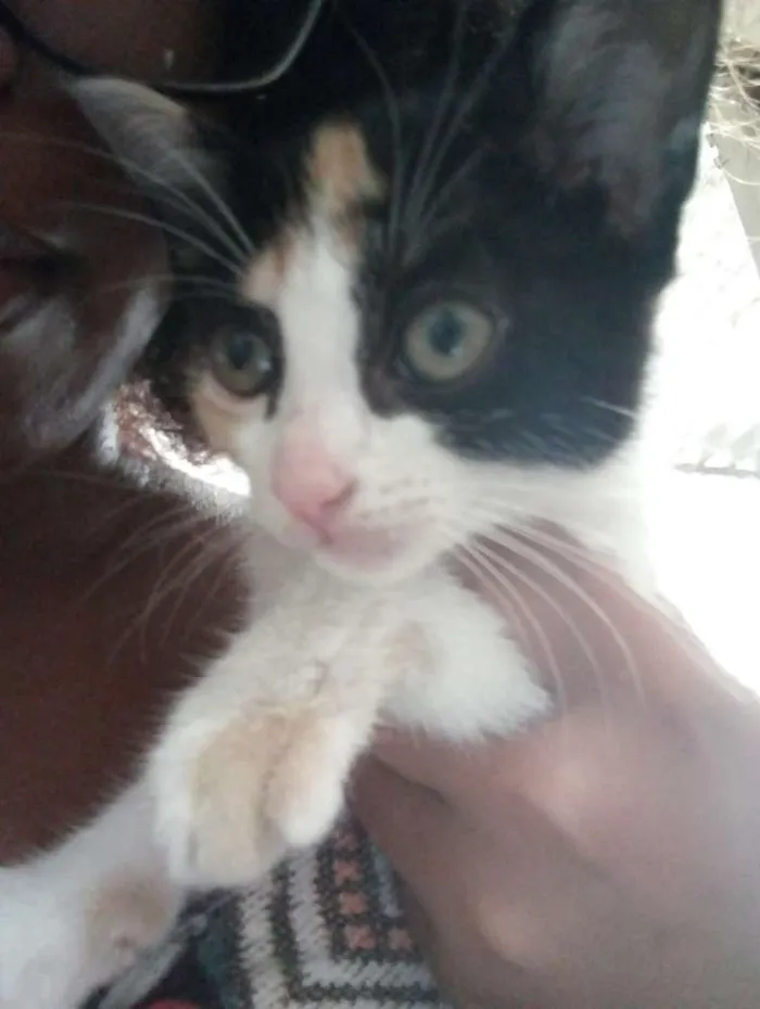 Gato ra a Indefinida idade 2 a 6 meses nome Ariel