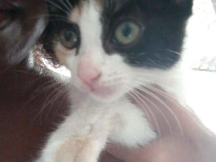 Gato ra a Indefinida idade 2 a 6 meses nome Ariel