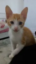 Miojo