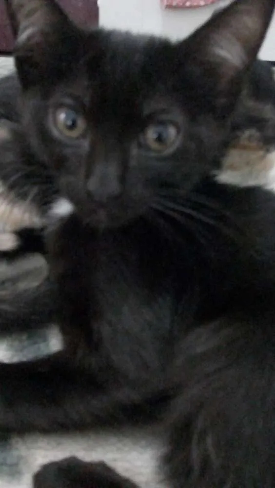Gato ra a Indefinida idade 2 a 6 meses nome Banguela