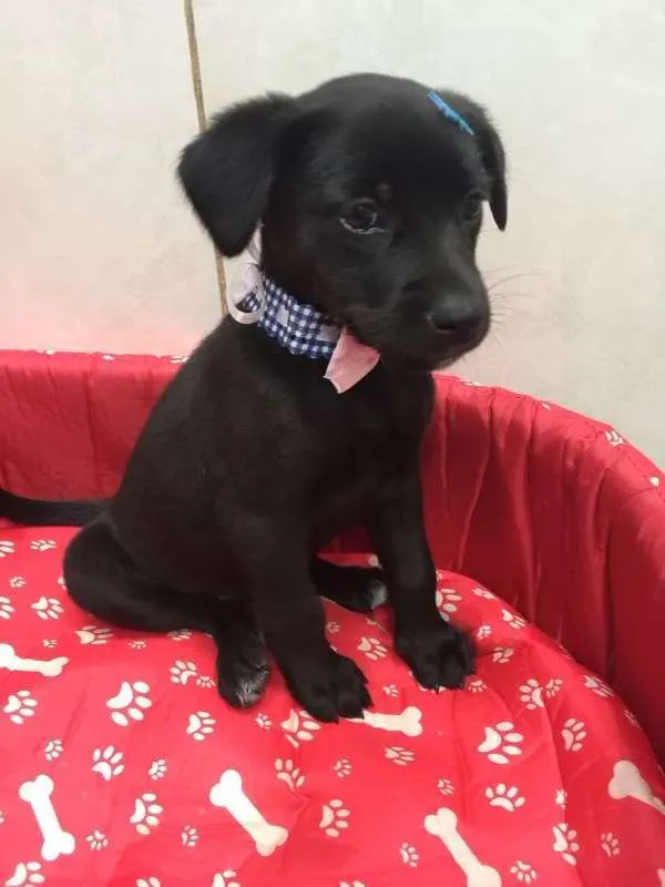 Cachorro ra a SRD idade 2 a 6 meses nome LOLITA