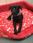 LOLITA