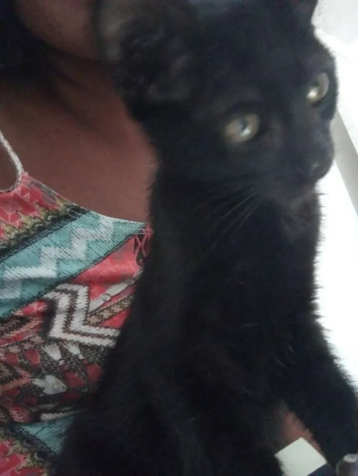 Gato ra a Indefinida idade 2 a 6 meses nome Eclipse