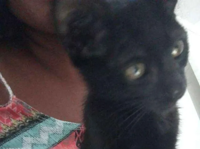 Gato ra a Indefinida idade 2 a 6 meses nome Eclipse
