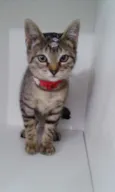 Penelope