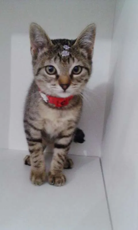 Gato ra a srd idade 2 a 6 meses nome Penelope