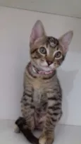 Penelope