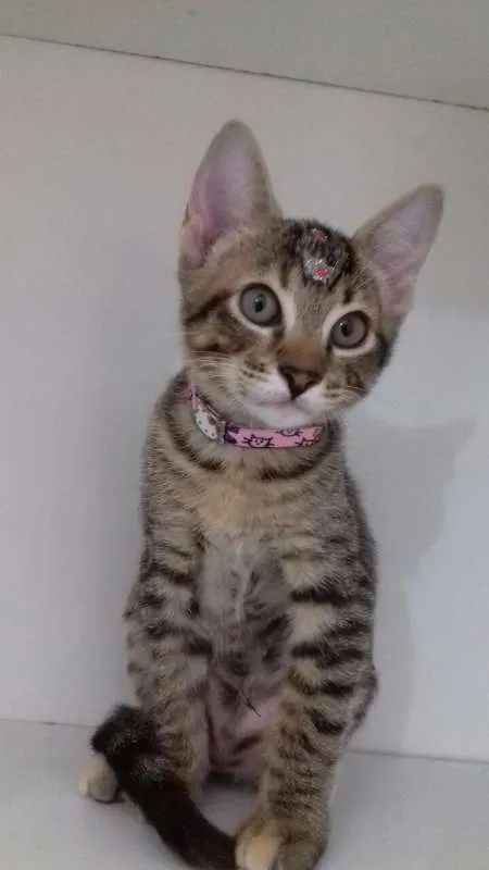 Gato ra a srd idade 2 a 6 meses nome Penelope