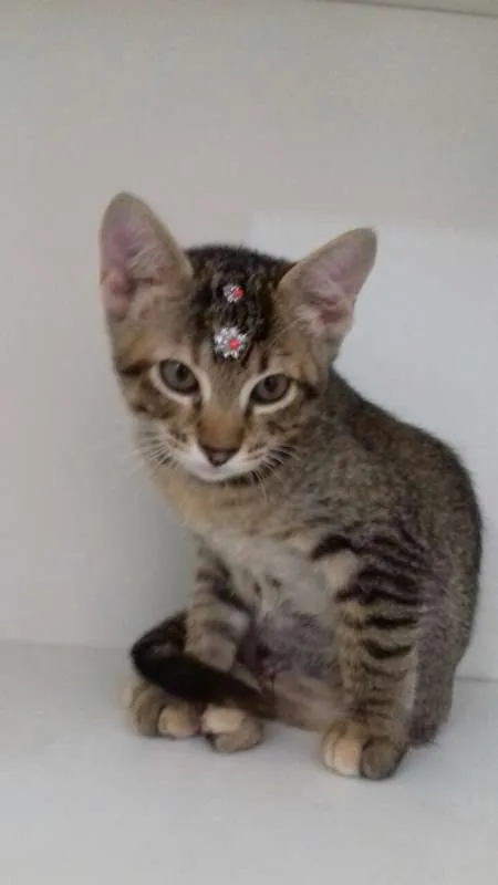 Gato ra a srd idade 2 a 6 meses nome Penelope