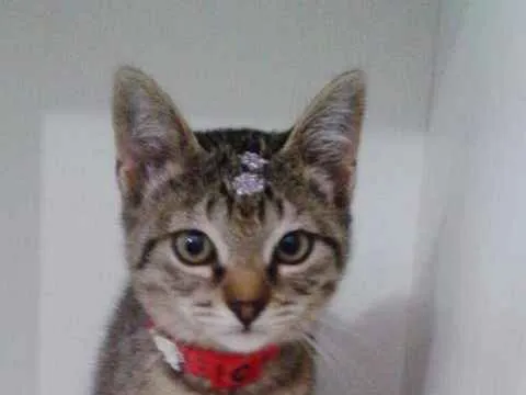 Gato ra a srd idade 2 a 6 meses nome Penelope