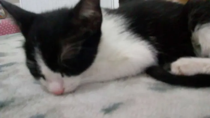 Gato ra a Indefinida idade 2 a 6 meses nome Batman