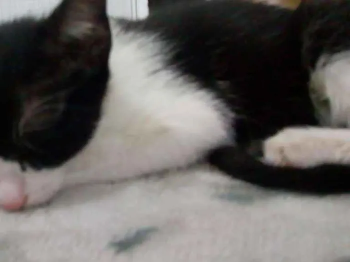 Gato ra a Indefinida idade 2 a 6 meses nome Batman