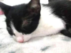 Gato raça Indefinida idade 2 a 6 meses nome Batman