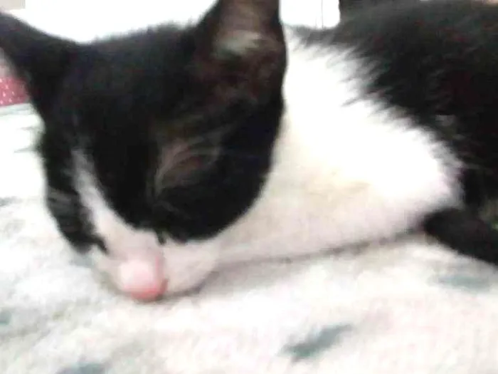 Gato ra a Indefinida idade 2 a 6 meses nome Batman