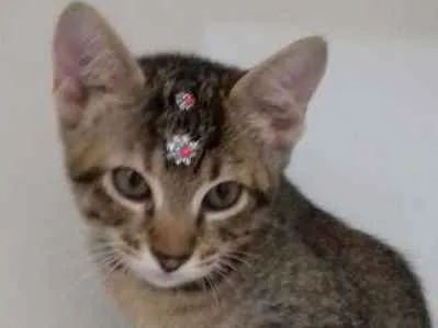 Gato ra a srd idade 2 a 6 meses nome Penelope