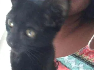 Gato raça Indefinida idade 2 a 6 meses nome Eclipse