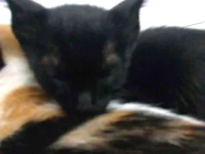 Gato raça Indefinida idade 2 a 6 meses nome Apagão