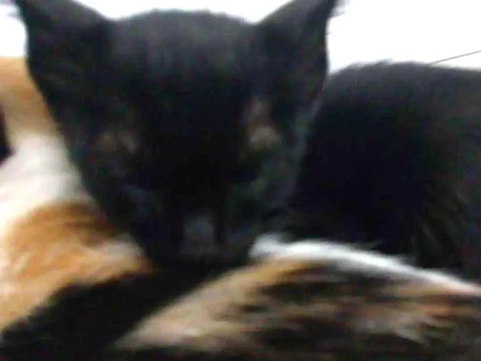 Gato ra a Indefinida idade 2 a 6 meses nome Apagão