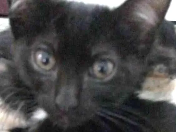 Gato ra a Indefinida idade 2 a 6 meses nome Banguela