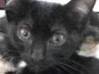 Gato raça Indefinida idade 2 a 6 meses nome Banguela