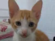 Miojo