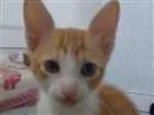 Gato raça Indefinida idade 2 a 6 meses nome Miojo