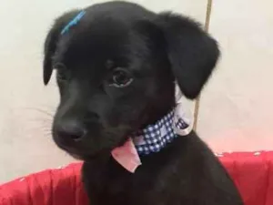 Cachorro raça SRD idade 2 a 6 meses nome LOLITA