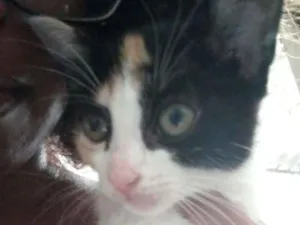 Gato raça Indefinida idade 2 a 6 meses nome Ariel