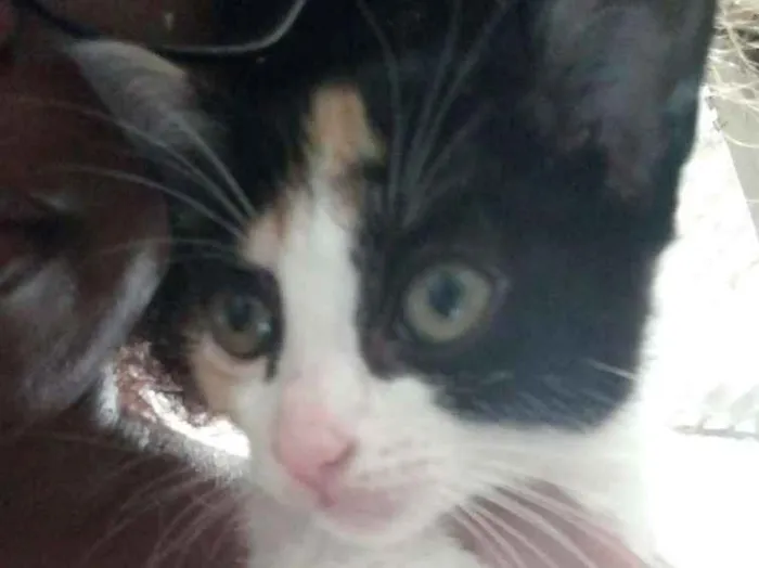 Gato ra a Indefinida idade 2 a 6 meses nome Ariel
