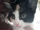 Gato raça Indefinida idade 2 a 6 meses nome Ariel