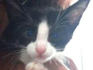 Gato raça Indefinida idade 2 a 6 meses nome Alice