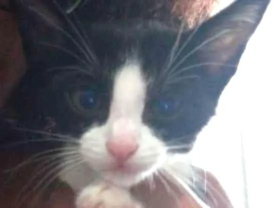 Gato ra a Indefinida idade 2 a 6 meses nome Alice