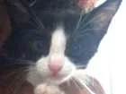 Gato raça Indefinida idade 2 a 6 meses nome Alice