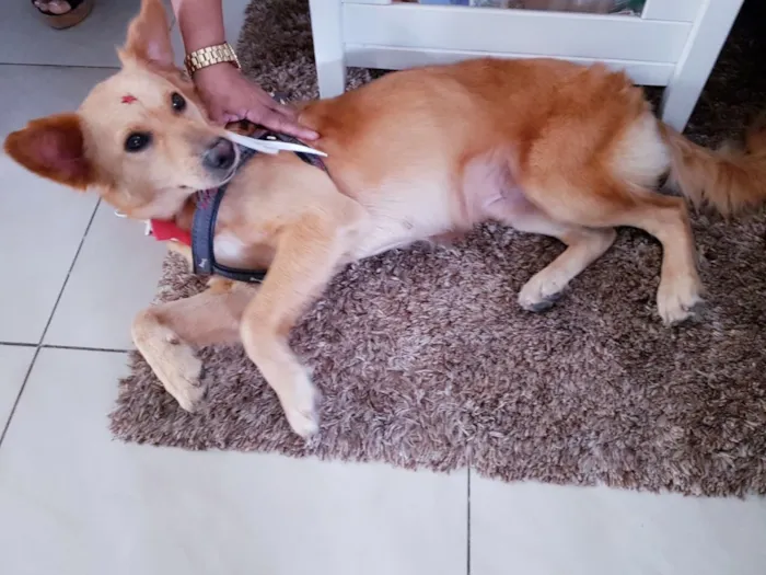 Cachorro ra a Vira-lata  idade 3 anos nome Mel