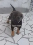 Budi e Bilinha