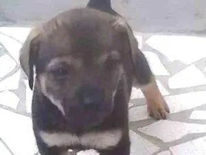 Cachorro raça RND idade Abaixo de 2 meses nome Budi e Bilinha