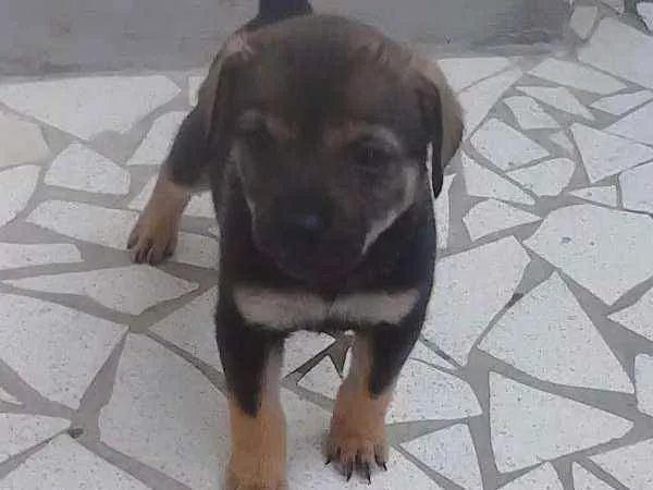 Cachorro ra a RND idade Abaixo de 2 meses nome Budi e Bilinha