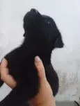 Budi e Bilinha