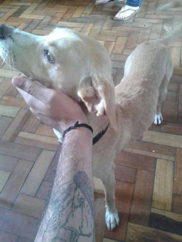Cachorro raça Vira Lata idade 1 ano nome Splinter