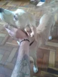 Splinter