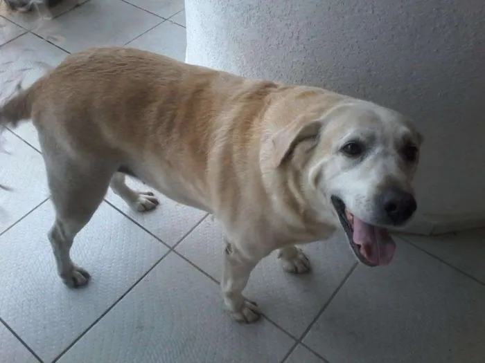 Cachorro ra a Labrador idade 6 ou mais anos nome Nina