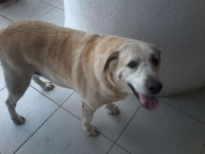 Cachorro ra a Labrador idade 6 ou mais anos nome Nina