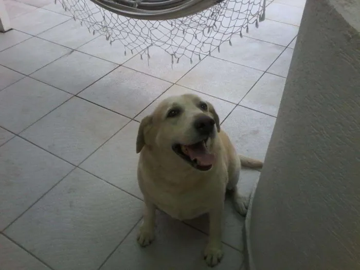 Cachorro ra a Labrador idade 6 ou mais anos nome Nina