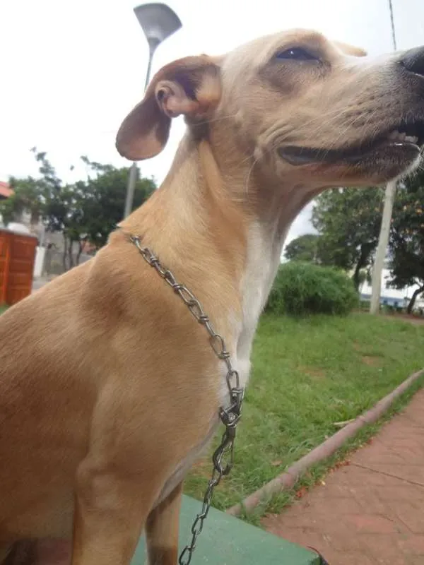 Cachorro raça Vira Lata idade 1 ano nome Splinter