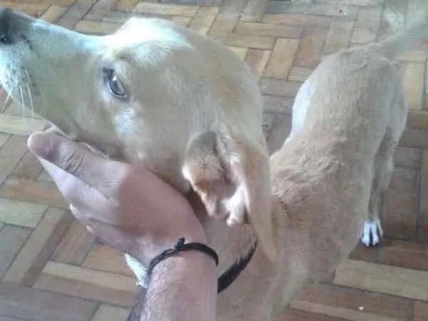 Cachorro raça Vira Lata idade 1 ano nome Splinter