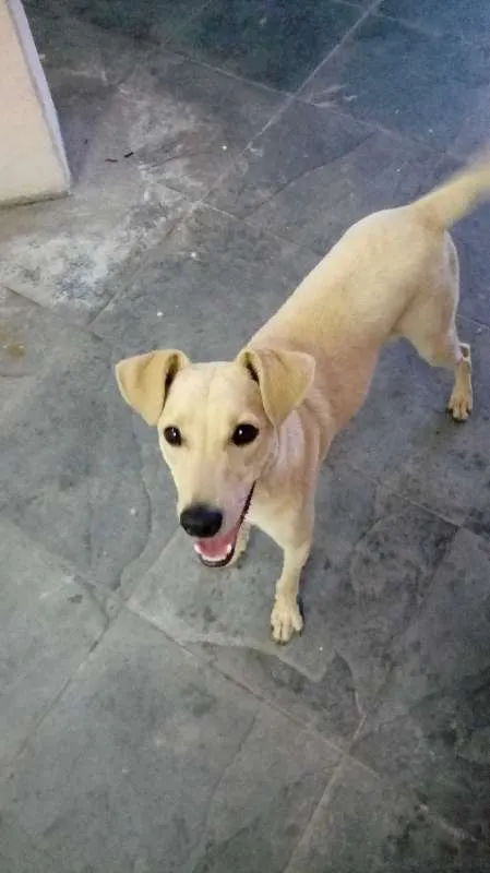 Cachorro raça SRD idade 1 ano nome Lucky