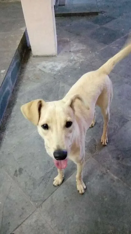 Cachorro raça SRD idade 1 ano nome Lucky