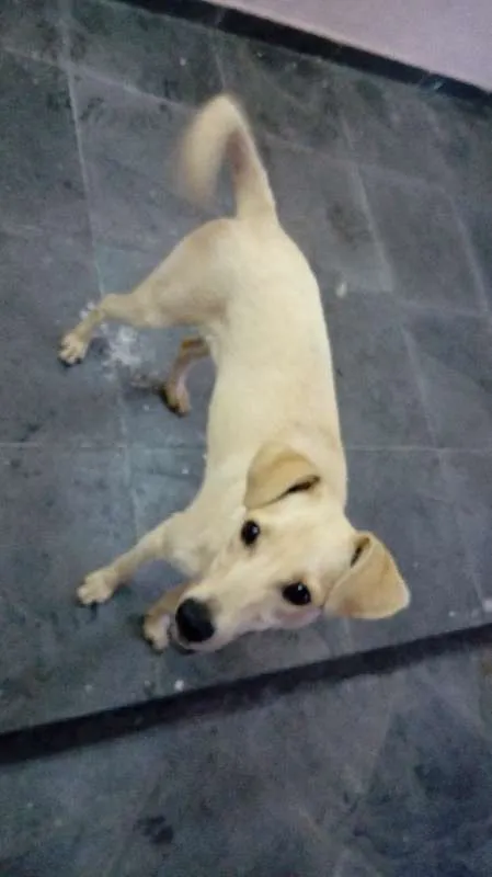 Cachorro raça SRD idade 1 ano nome Lucky