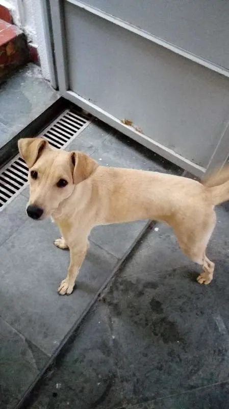 Cachorro raça SRD idade 1 ano nome Lucky