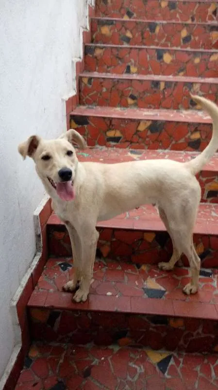 Cachorro raça SRD idade 1 ano nome Lucky